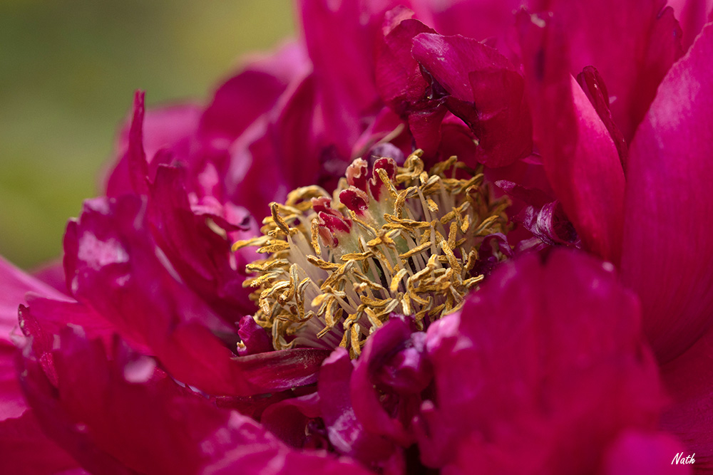 Coeurdepivoine.jpg.83da6a200673fe134cc425647281c369.jpg