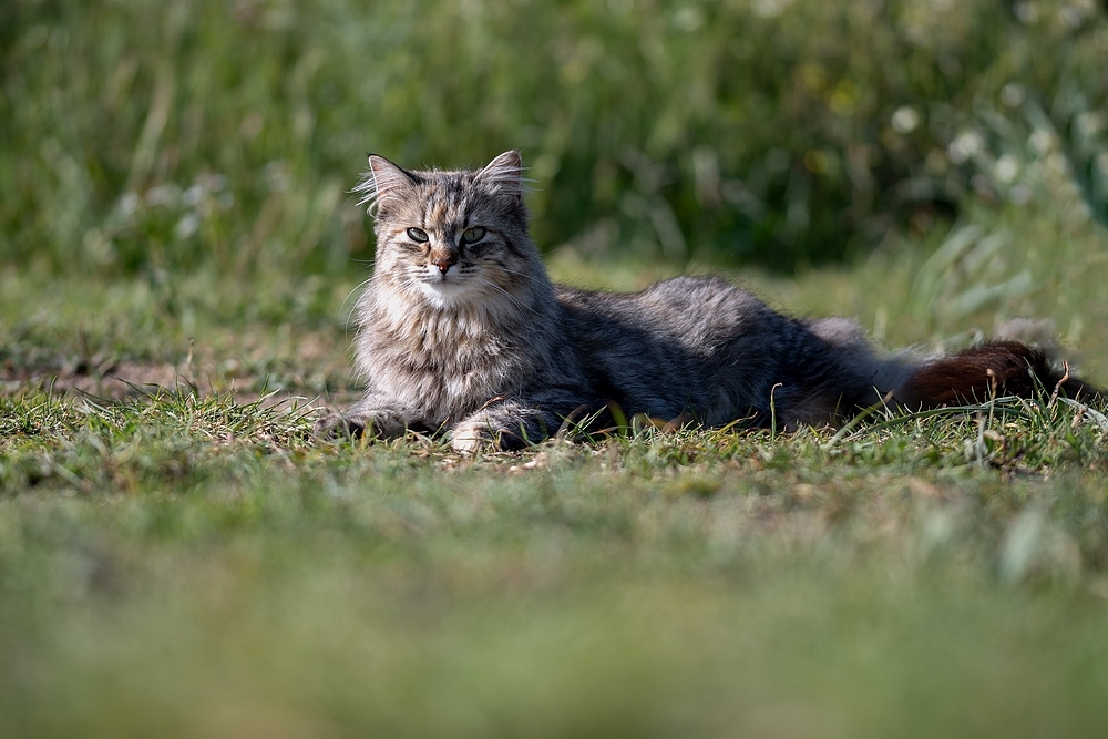DSC_4819-Modifier.jpg.60bde340960d89b7aa344c09ce818b71.jpg