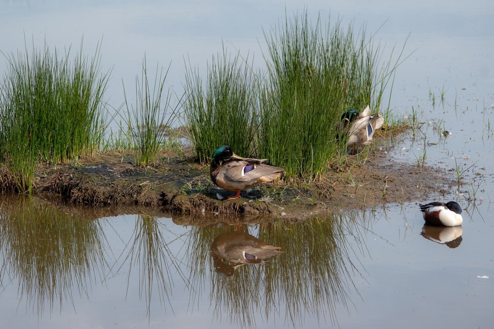 Couples Colverts - Photo animalière - Forumdephotos.com