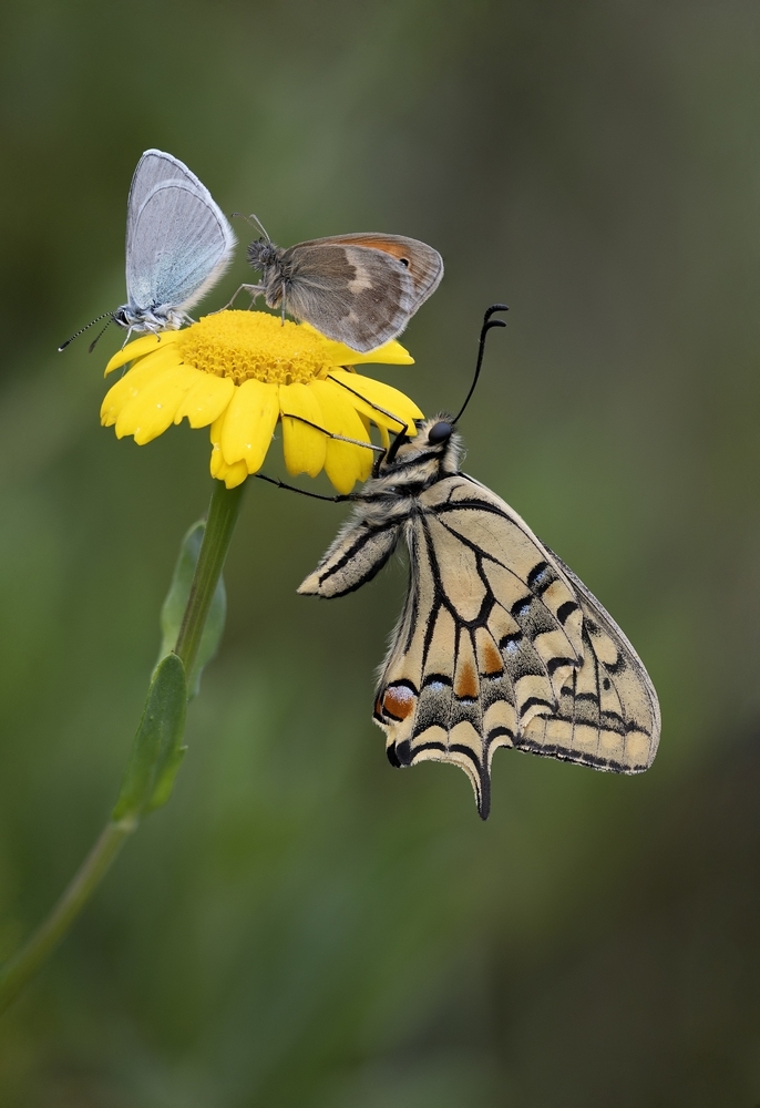 DuodepapillonsStackde15imagesDSC_52795293.jpg.13f96aa95b738c1cada507cd614e6737.jpg