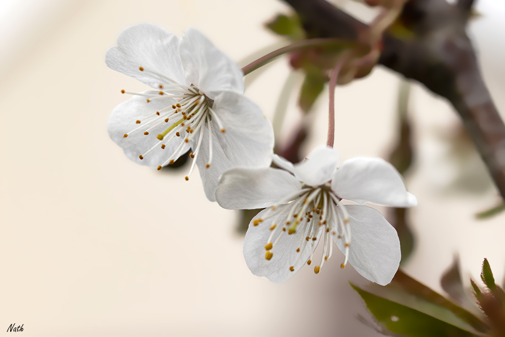 Fleursdecerisier_3.jpg.4d8d4f99ced1c6c89b468c5020678a43.jpg