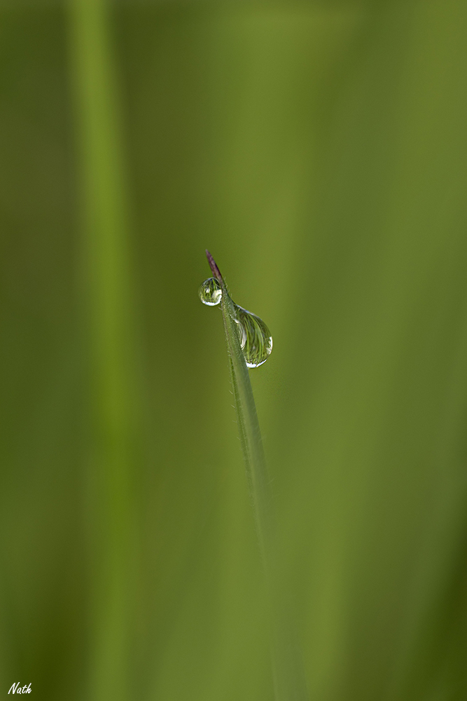 Goutte_1.jpg.c93c89ca3640207da2e98e05dec7ca7b.jpg