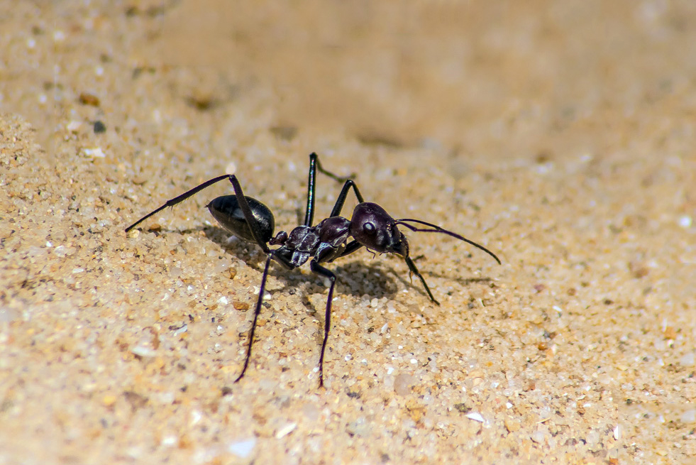 IMG_4205.jpg.a7dce38ca3f72cb1faaa55b8491146a6.jpg