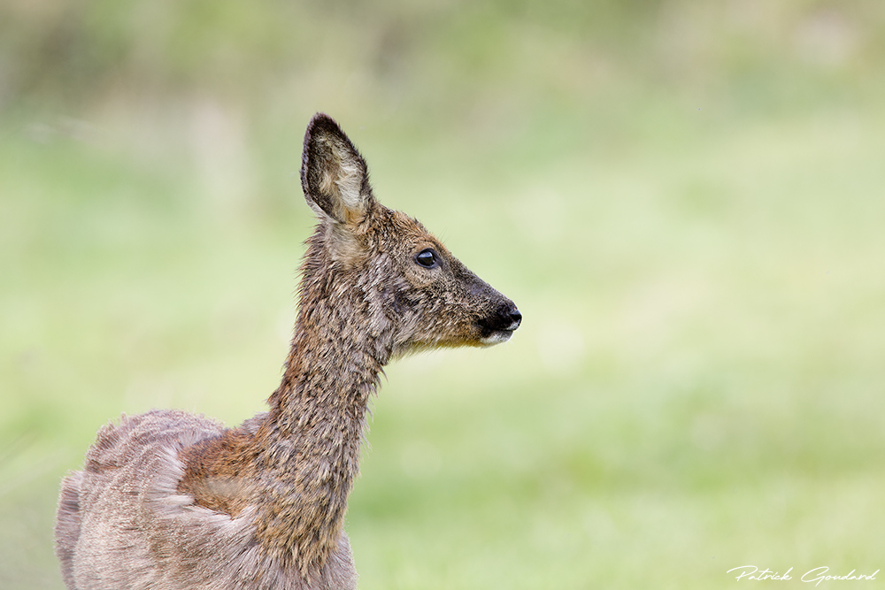 IMG_5896_DxO-copie.jpg.fedd07a426c732206794855e54e36e05.jpg
