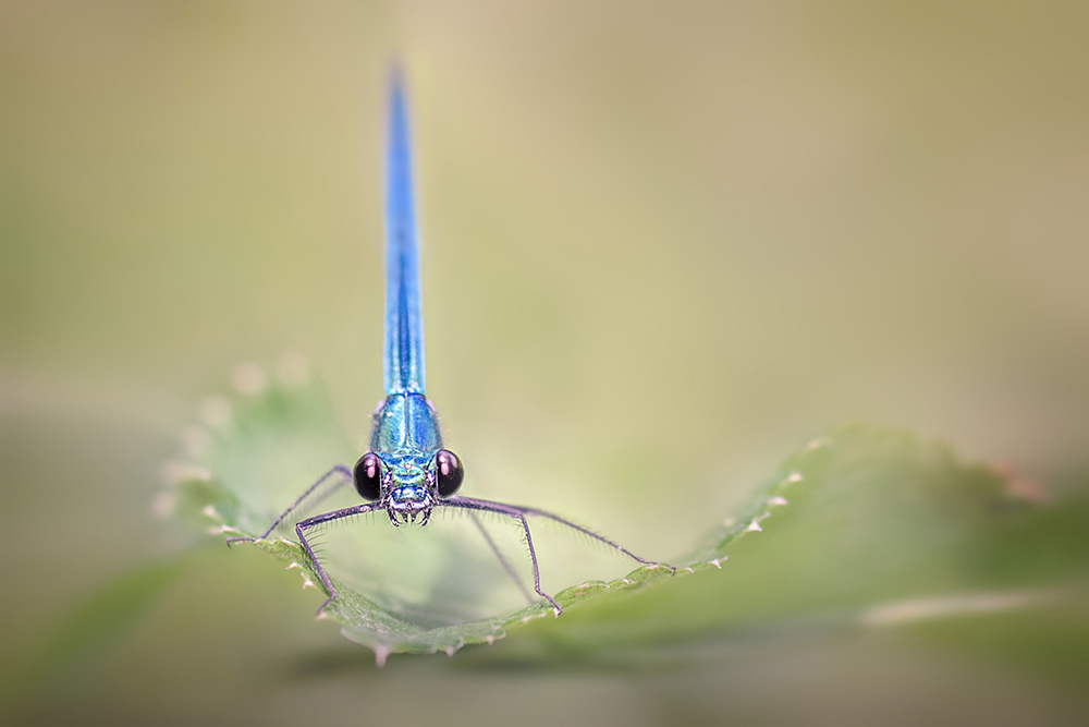 MACRO-10copie.jpg.68df2471c581bed75dcc091b608b8058.jpg