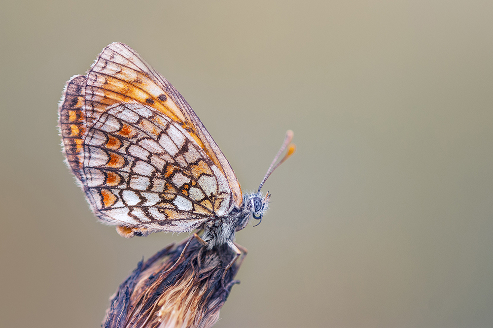 MACRO-47copie.jpg.0d5a8f35a466b2c6ca95c86c35a4e01d.jpg