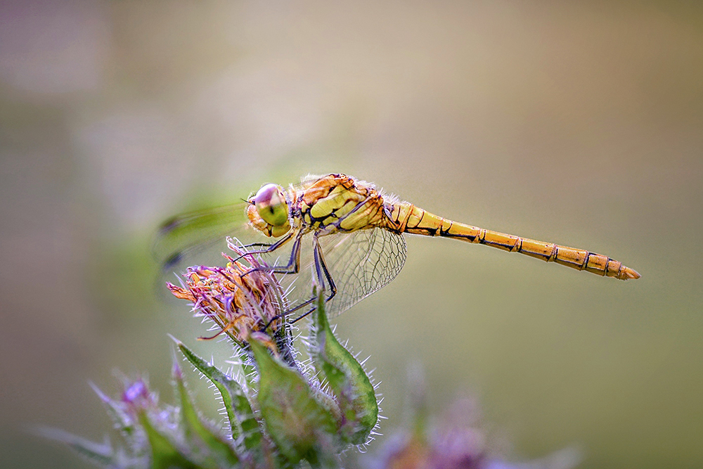 MACRO-51copie.jpg.e3bad4e4bdb7f3114472d5e87a69d0d9.jpg