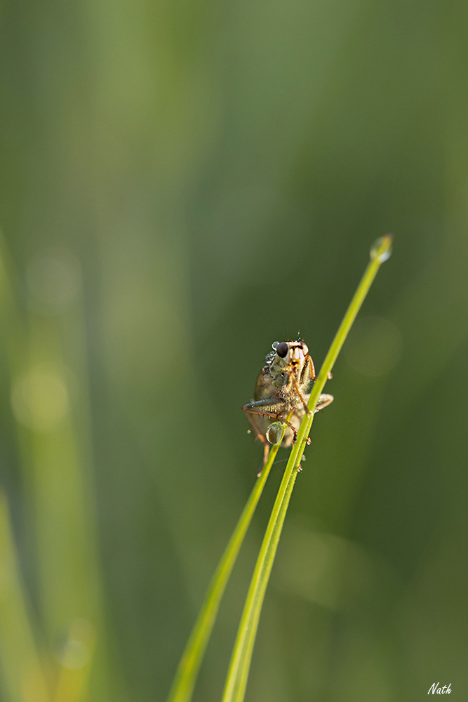 Mouche_1.jpg.237fd1b67164c3b9722ae8f263f8f7cd.jpg