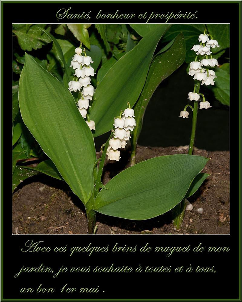 Muguet_3.jpg.9e364340e41a926051e39166462df259.jpg