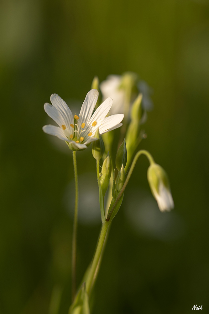 Stellaire.jpg.17effec2e230cdb198b6f975b0cb06e4.jpg