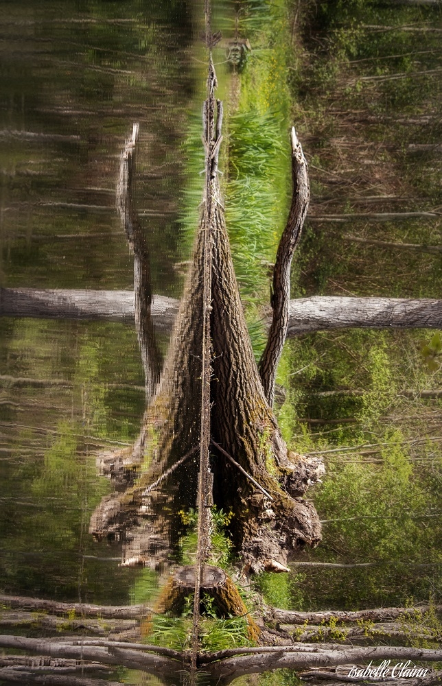 arbre 1fp.jpg