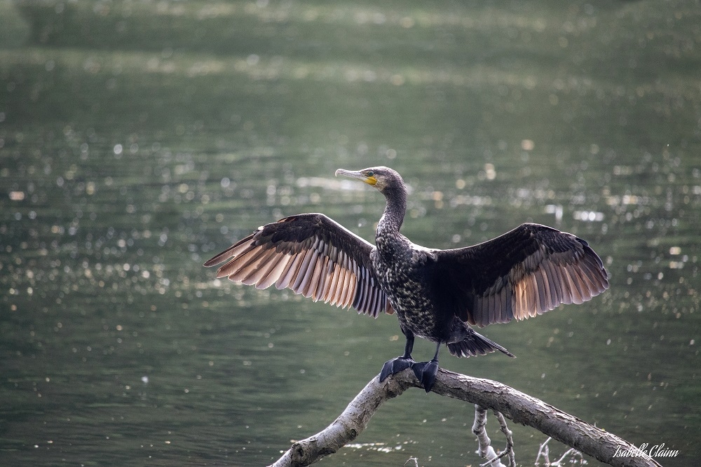 cormoran 1fp.jpg
