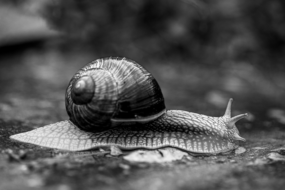 escargots-2.jpg.79170c32e4e1b429caca1f476c819762.jpg