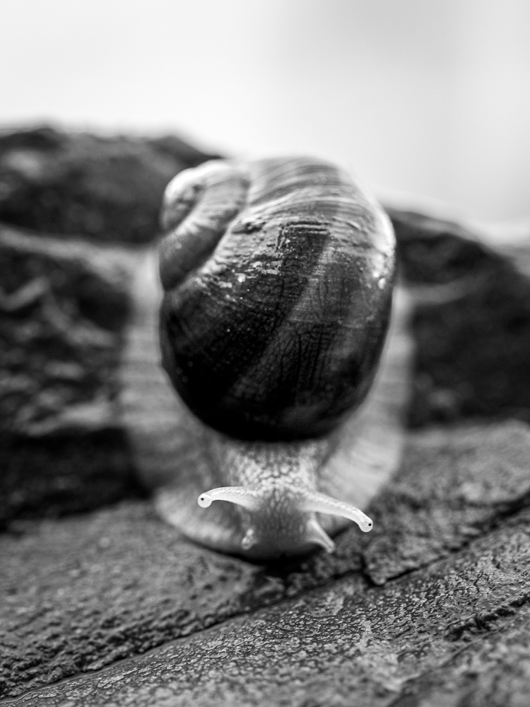 escargots.jpg.e14b3ffbd7e758b613aea68d9952eedc.jpg