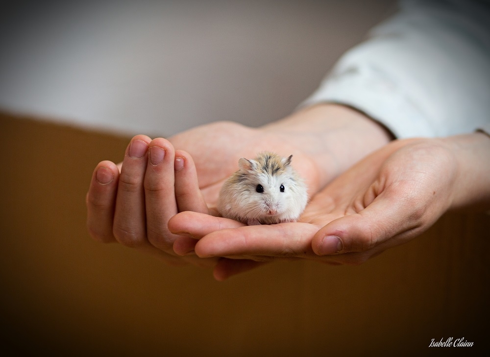 hamster 1fp.jpg