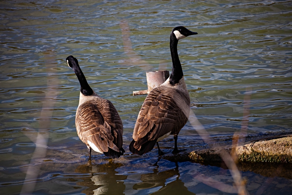 img_4060 - 5D -  Avril 23 - Cygnes1000.jpg