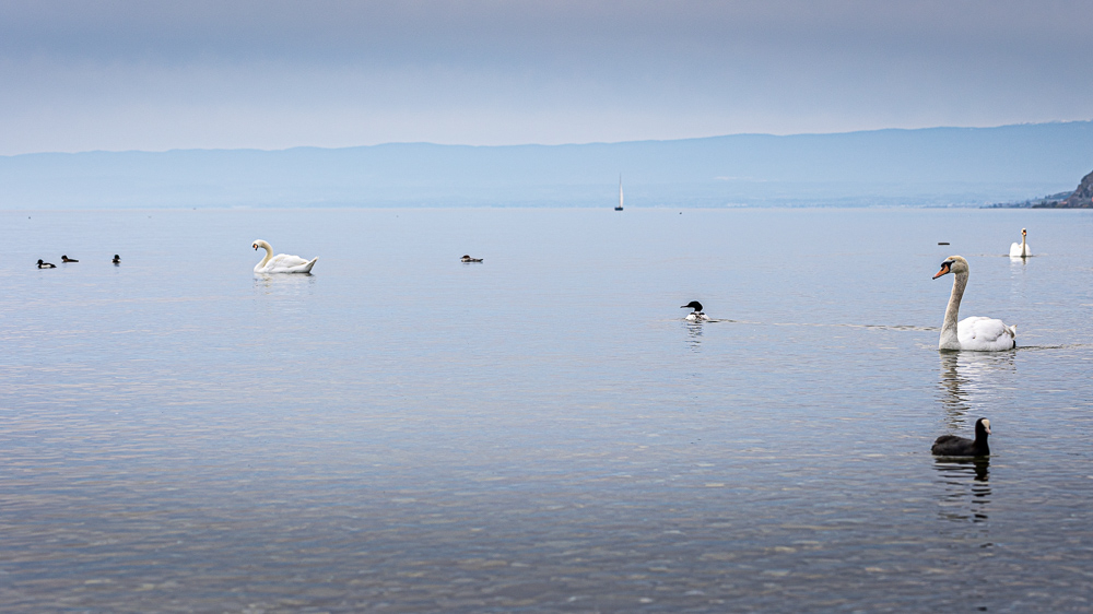 leman-3.jpg.f2c8e7fe814220972949a20b6c758834.jpg