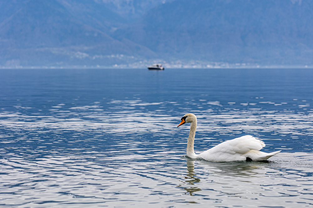 leman-4.jpg.412590ee57130cc8b6cb15566c3f000d.jpg