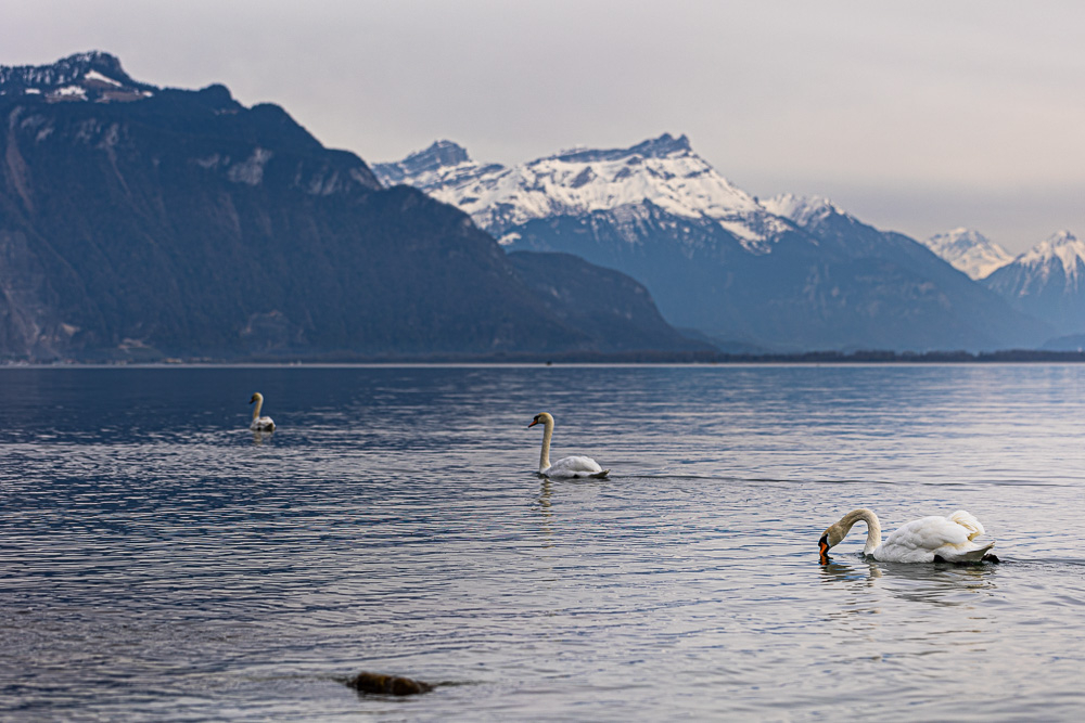 leman-5.jpg.bd095cdc877a0199ed99302f42ff5fd0.jpg