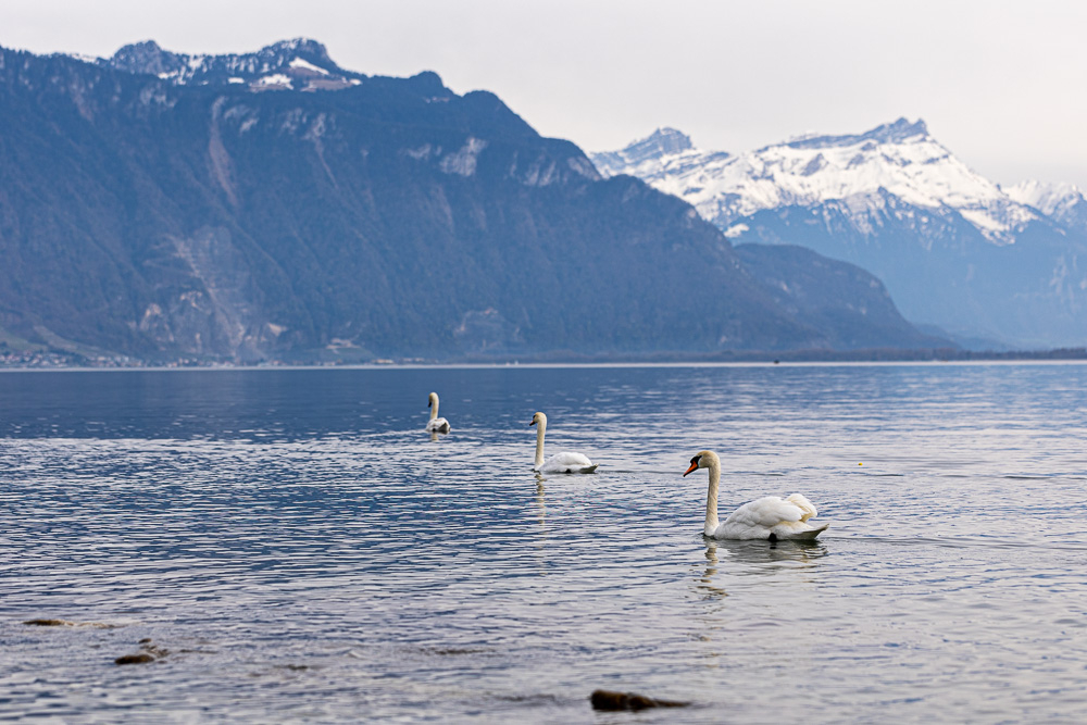 leman-6.jpg.0fbff76c935142fd9773b270237204a2.jpg