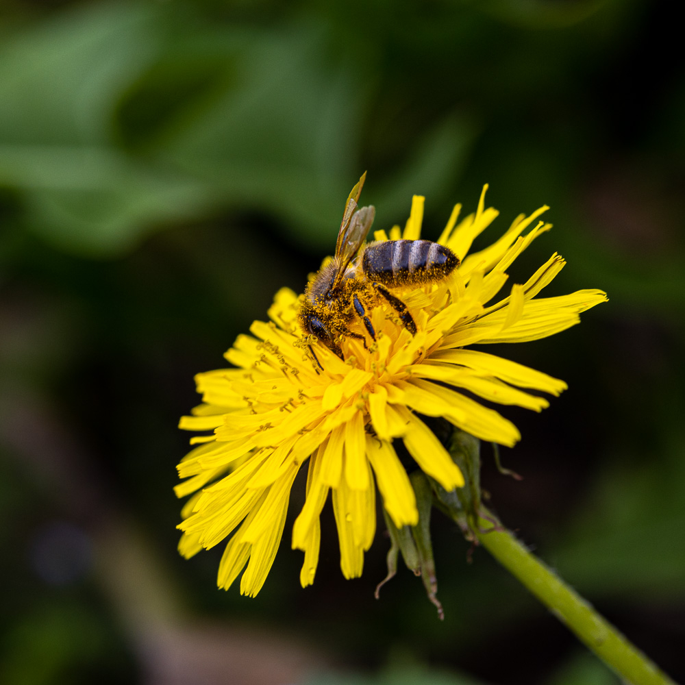 macropetit-4.jpg.c2528fb91739335fc159f3524b3546cb.jpg