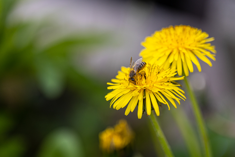 macropetit.jpg.036739bea56f2ad7736953a42619fc99.jpg