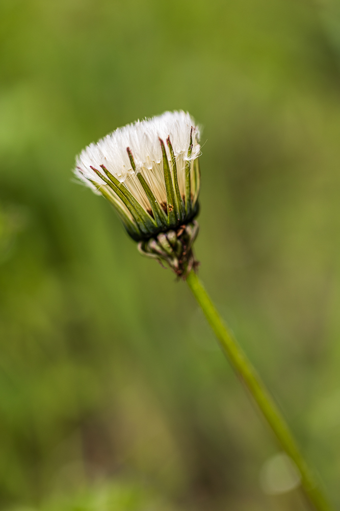 papilloninst-2.jpg.5876d43150c76dcabcee1370a63f21b1.jpg