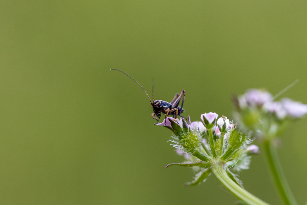 papilloninst-2.jpg.91e9ba295178745333f7fd331e316f20.jpg