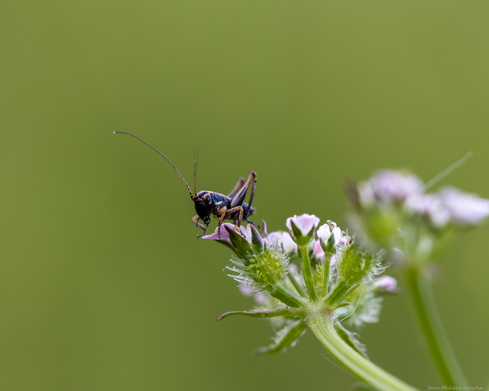 papilloninst-2.jpg.bce3829e8e59490e42e57473b4f18a3e.jpg