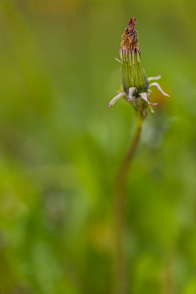 papilloninst-3.jpg.888a5f9217b8194cf2bf22907934d34f.jpg