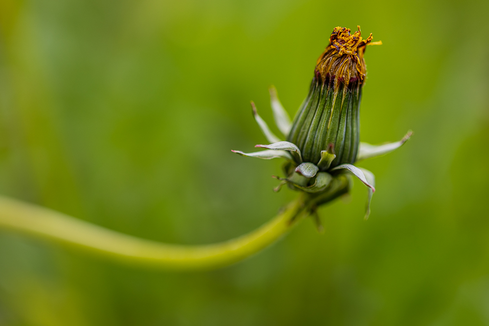 papilloninst-4.jpg.aa71423d88a98abf956fcca0b2b9b292.jpg