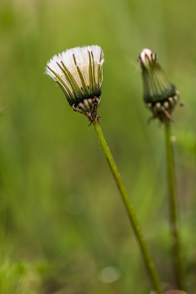 papilloninst.jpg.c9e2ea4b560ccbd054f2d99d21764ae6.jpg