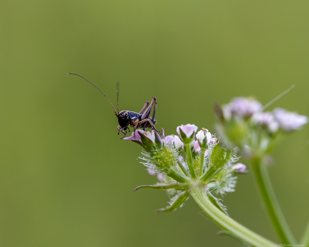 papilloninst.jpg.e5d7365ab1d879c63a4c3d8eab6673ae.jpg
