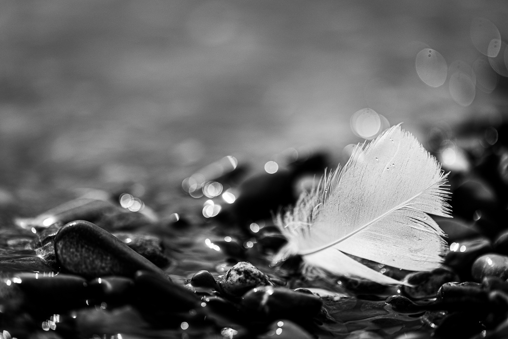 plume-2.jpg.8d57999a7c96afbe33ef3837ece07c30.jpg