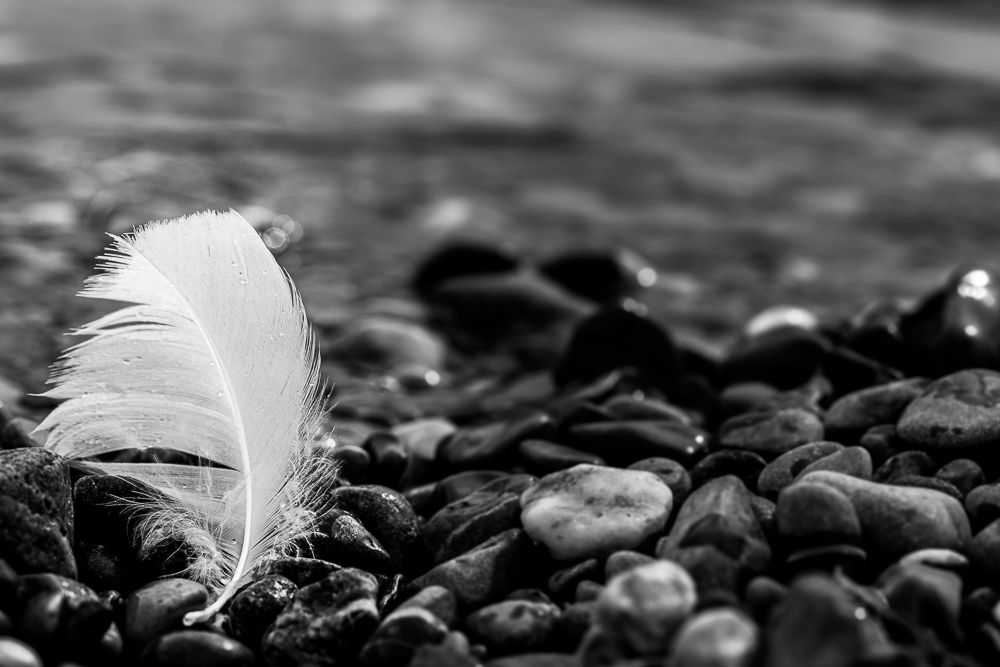 plume-3.jpg.2fdd92c3c11707b6dac73e1047d1f223.jpg
