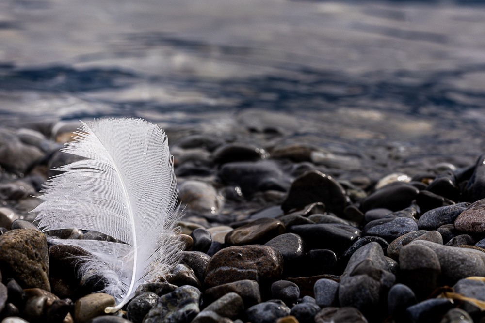 plume-4.jpg.62b33804aa4cc20b42c10eb06a3a172f.jpg