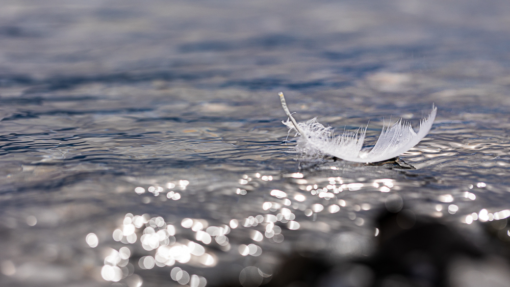 plume.jpg.e75d477fd0b8506fb9a983fe78e0a43d.jpg