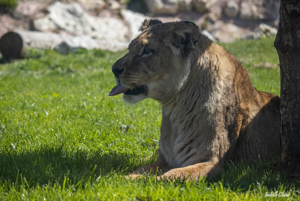 tanière lionnefp.jpg