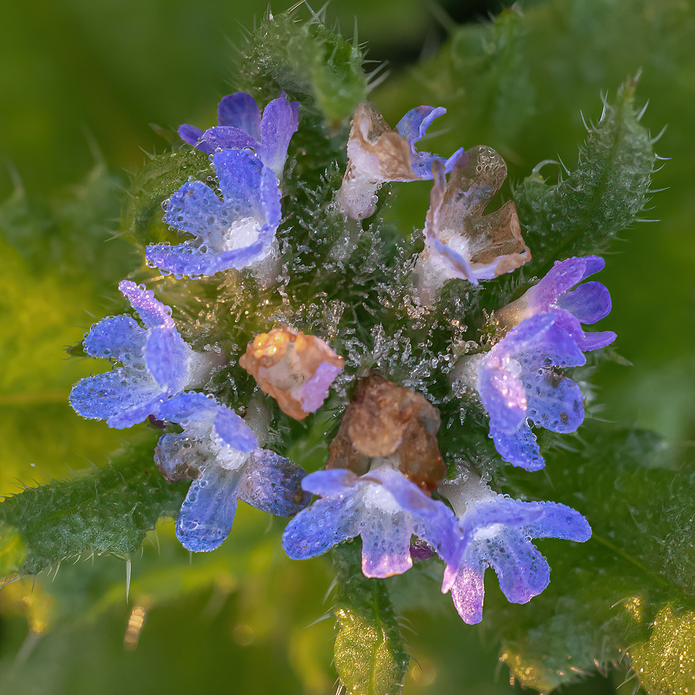 104A0465-export.jpg.a5d7f199c63e461e9d5b0ae437dbf1e8.jpg