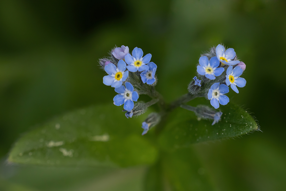 104A1834-export.jpg.959c18c9e1edb9601f92f7e64df276a6.jpg