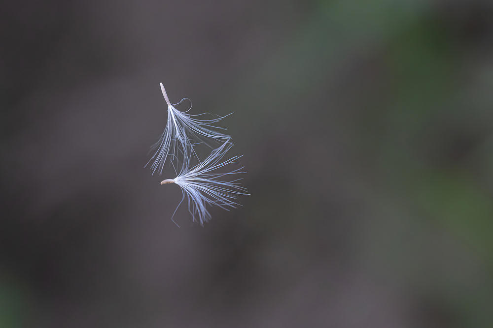 104A2351-export.jpg.706c1cb010245eb03fde3aa5affb1b4c.jpg