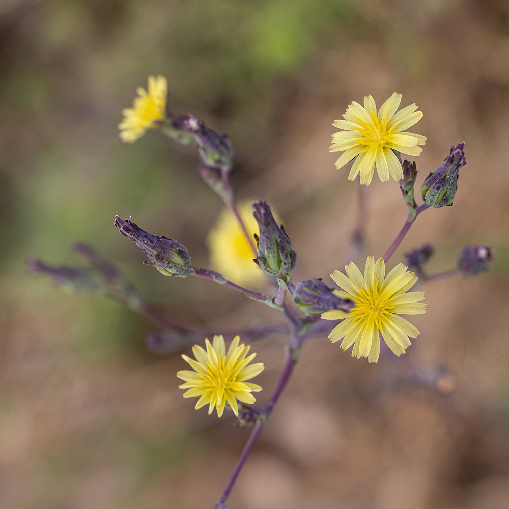 104A8144-export-sharpen-Motion.jpg.35696511fac00ae10834a16556b57b01.jpg