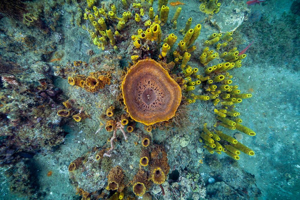 20220531-FRANCE-MARTINIQUE-SAINTPIERRE-DIVE2-105.jpg.2c140dbb683da2304c2765ab46a8f331.jpg