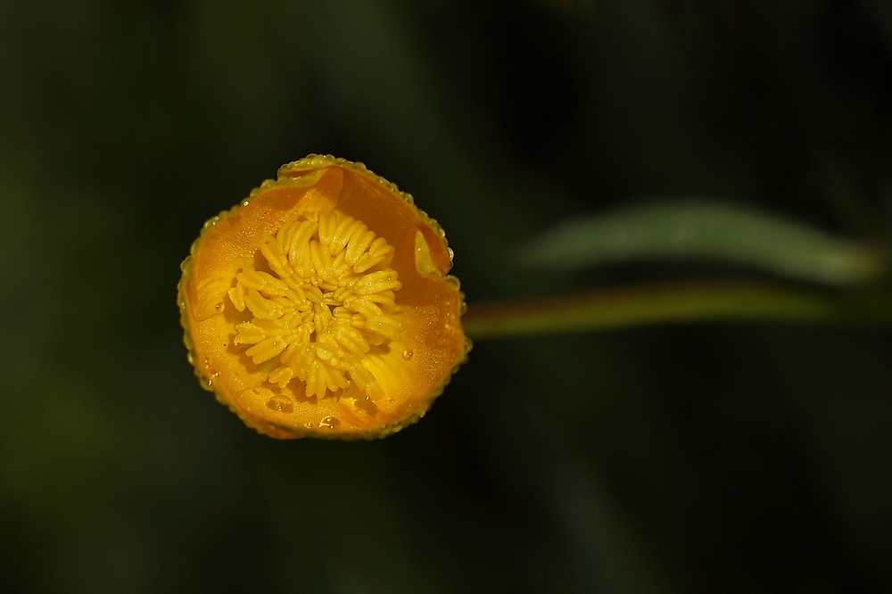 2G6A5994.jpg