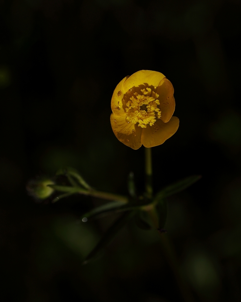 2G6A6035.jpg