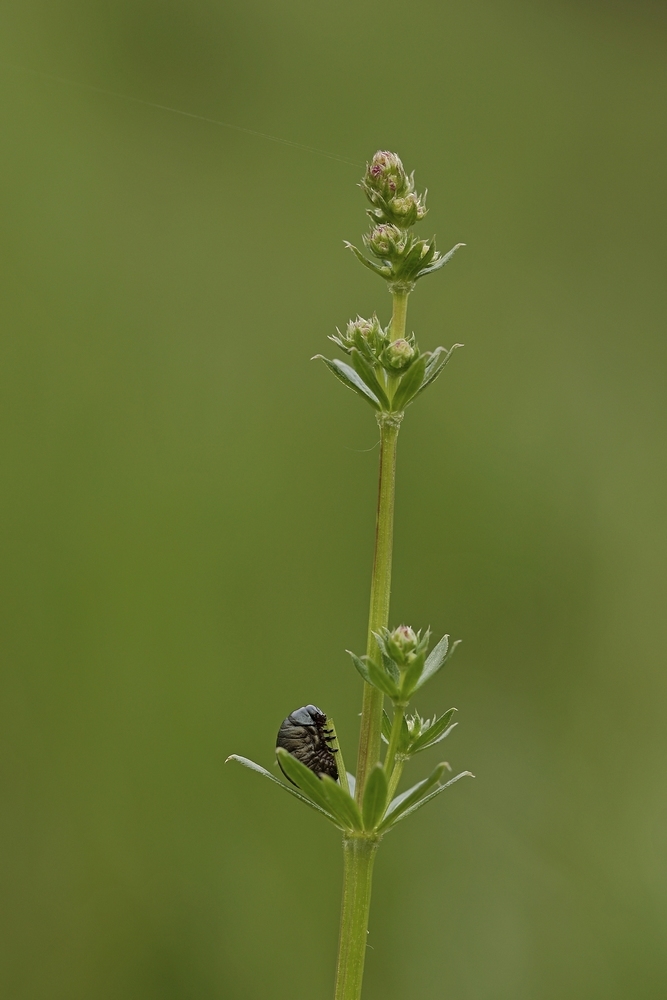 2G6A6107.JPG