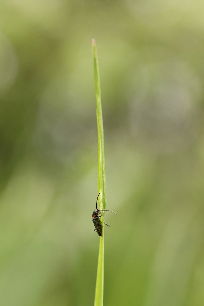 2G6A6122.JPG