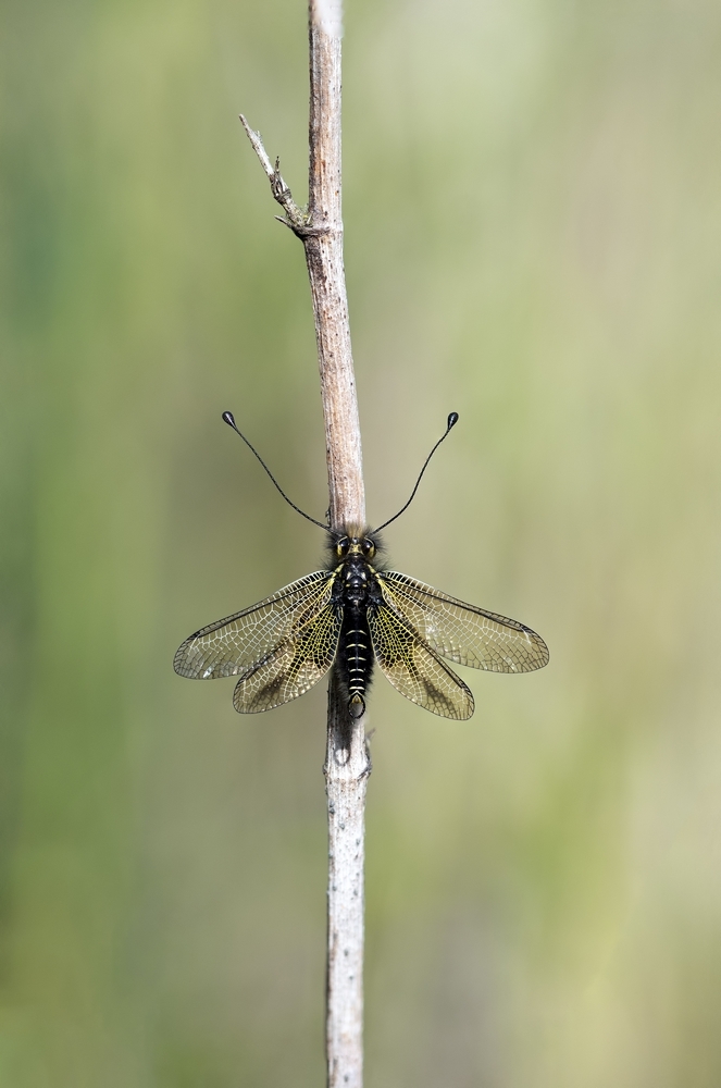 AscalapheStackde29imagesDSC_61756203.jpg.01b07655df242a89fb21017e838c500c.jpg
