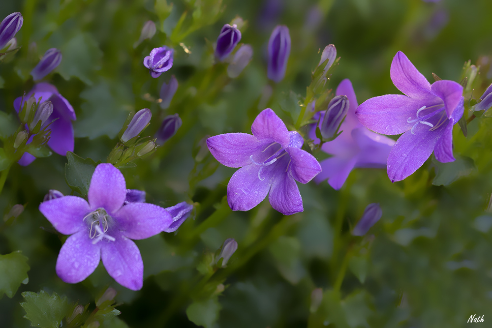 Campanules_2.jpg.8f3cfa772eb52f1bcaaf84d10670ae04.jpg