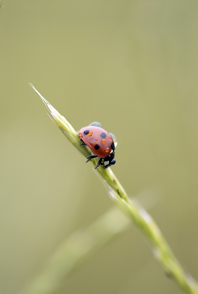 CoccinelleStackde30imagesDSC_60566085.jpg.235d4d773e0d44df813fdd9abd863ee3.jpg